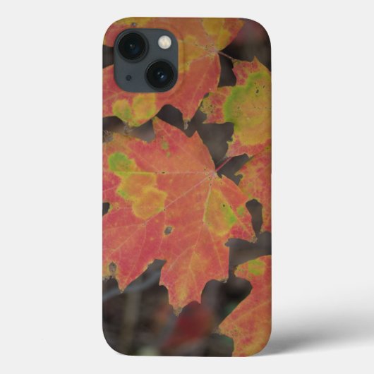 Herbstleaves Case-Mate iPhone Hülle (Rückseite)