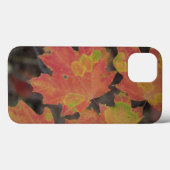 Herbstleaves Case-Mate iPhone Hülle (Rückseite (Horizontal))