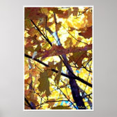 Herbstleaves Fall Bäume Sonnenschein Poster (Vorne)