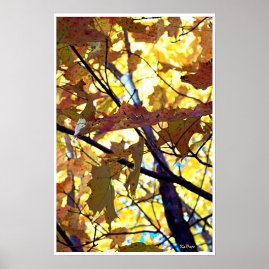 Herbstleaves Fall Bäume Sonnenschein Poster (Vorne)