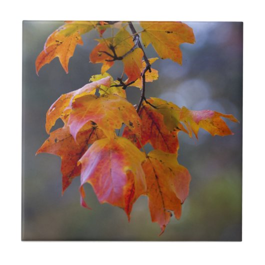 Herbstleaves Fliese (Vorderseite)