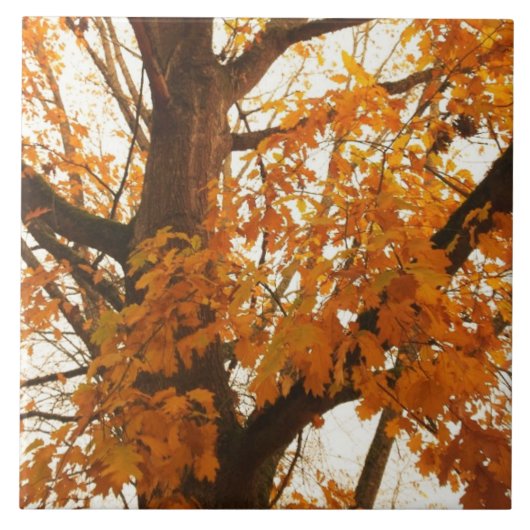 Herbstleaves Fliese (Vorderseite)