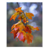 Herbstleaves Fotodruck (Vorne)