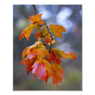 Herbstleaves Fotodruck