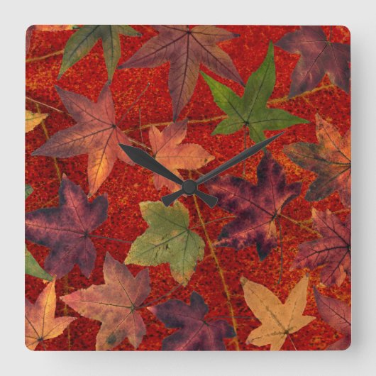 Herbstleaves Herbstsaison Treppenleaf farbenfroh Quadratische Wanduhr (Vorderseite)