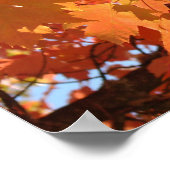 Herbstleaves Kunstdrucke Orange Fall Tree Blätter Poster (Ecke)