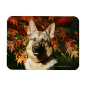Herbstleaves Magnet (Horizontal)