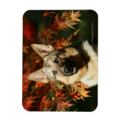 Herbstleaves Magnet (Vertikal)