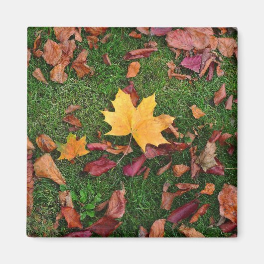 Herbstleaves Magnet (Vorne)