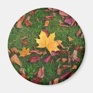 Herbstleaves Magnet
