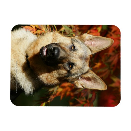 Herbstleaves Magnet (Horizontal)