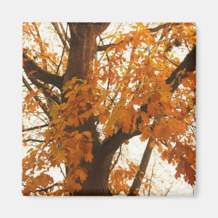 Herbstleaves Magnet