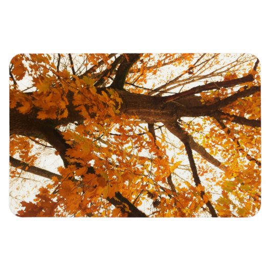 Herbstleaves Magnet (Horizontal)