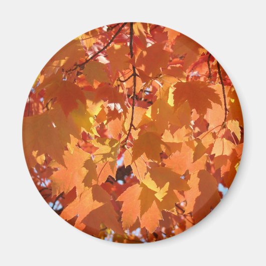 Herbstleaves Magnete fallen in Orange Tree Blätter Magnet (Vorne)