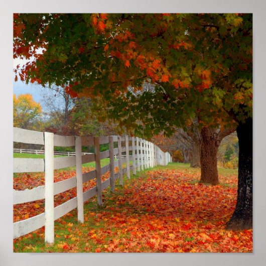 Herbstleaves Poster (Vorne)