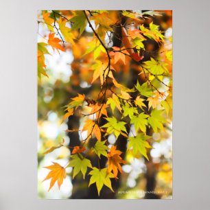 Herbstleaves Poster
