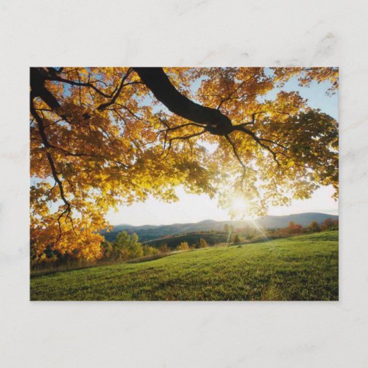 Herbstleaves Postkarte (Vorderseite)