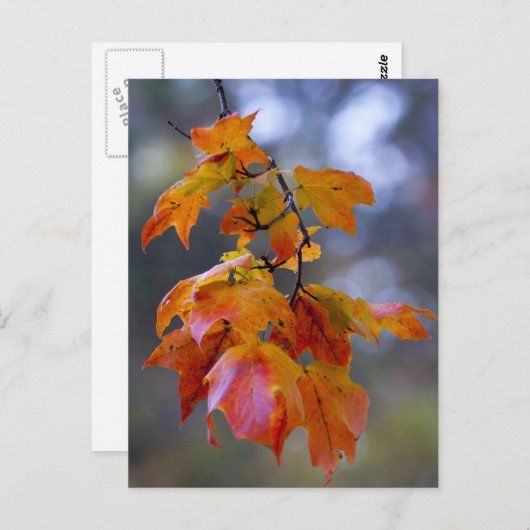 Herbstleaves Postkarte (Vorne/Hinten)