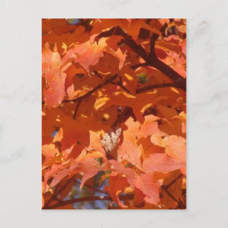 Herbstleaves Postkarte