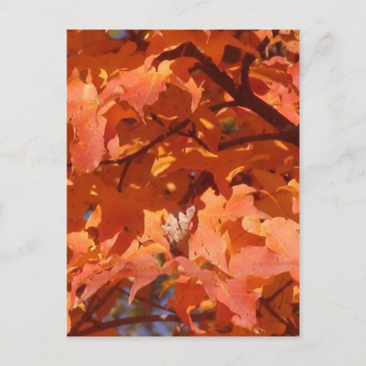 Herbstleaves Postkarte (Vorderseite)
