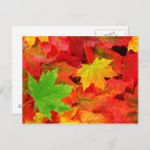 Herbstleaves Postkarte (Vorne/Hinten)