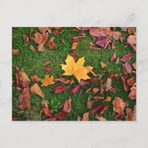 Herbstleaves Postkarte