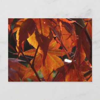 Herbstleaves Postkarte