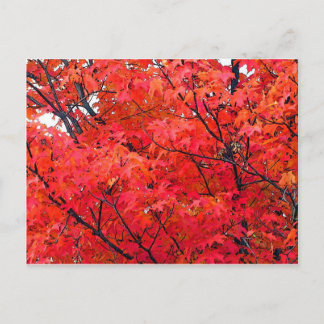 Herbstleaves Postkarte