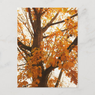 Herbstleaves Postkarte