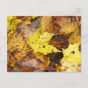 Herbstleaves Postkarte