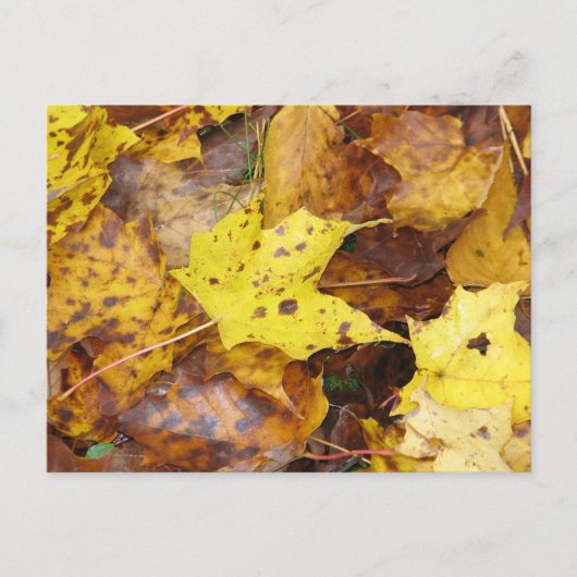 Herbstleaves Postkarte (Vorderseite)