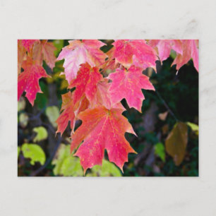 Herbstleaves Postkarte