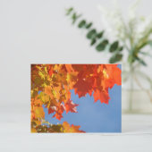 Herbstleaves Postkarten Blue Sky Fall Trees (Stehend Vorderseite)