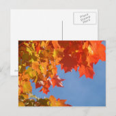 Herbstleaves Postkarten Blue Sky Fall Trees (Vorne/Hinten)