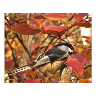 Herbstleaves Schwarz-weiß Chickadevogel Fotodruck