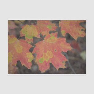 Herbstleaves Seidenpapier