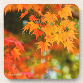 Herbstleeves [harter Kunststoff-Untersetzer] Getränkeuntersetzer (Vorderseite)