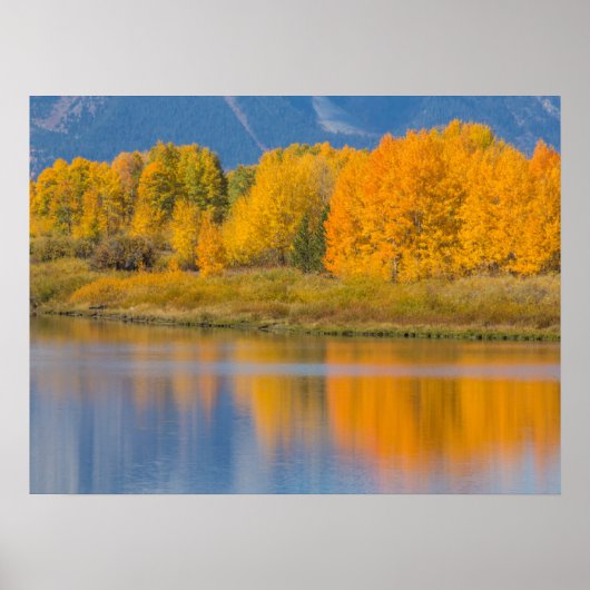 Herbstlich gefärbte Espen Poster (Vorne)