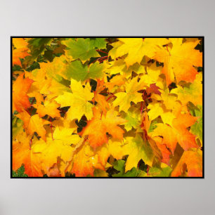 Herbstliche Ahornblätter mit Herbstfarben Poster