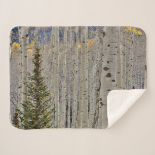 Herbstliche Espenhaine Rocky Mountains in Colora Sherpadecke