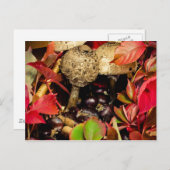 Herbstliche Herbstlaube, Kastanienpilze Foto Postkarte (Vorne/Hinten)