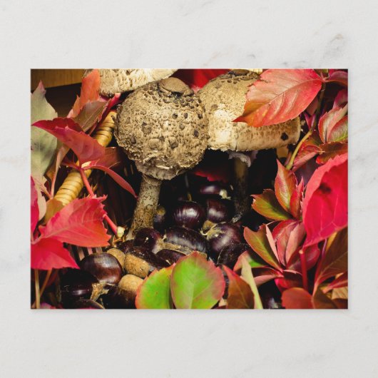 Herbstliche Herbstlaube, Kastanienpilze Foto Postkarte (Vorderseite)