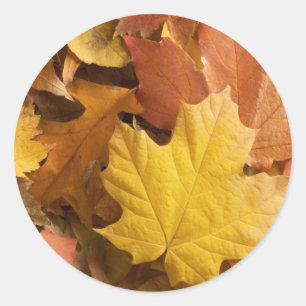 Herbstliche Kollektion Goldene Blätter Aufkleber