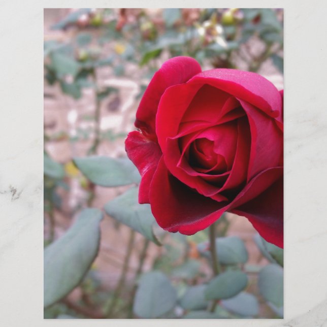 Herbstliche rote Rose (Vorderseite)