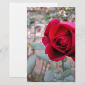 Herbstliche rote Rose Briefpapier (Vorne/Hinten)