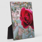 Herbstliche rote Rose Fotoplatte (Seite)