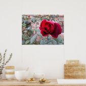 Herbstliche rote Rose Poster (Küche)