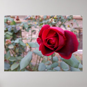 Herbstliche rote Rose Poster