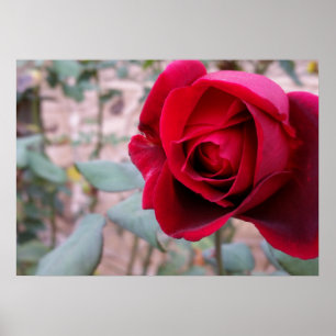 Herbstliche rote Rose Poster