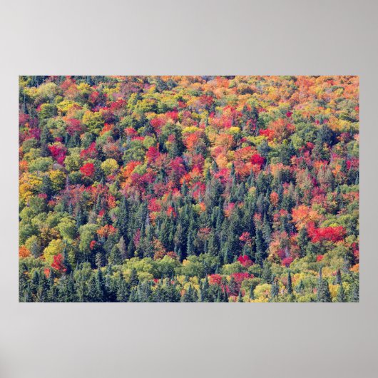 Herbstliche Waldlandschaft Poster (Vorne)